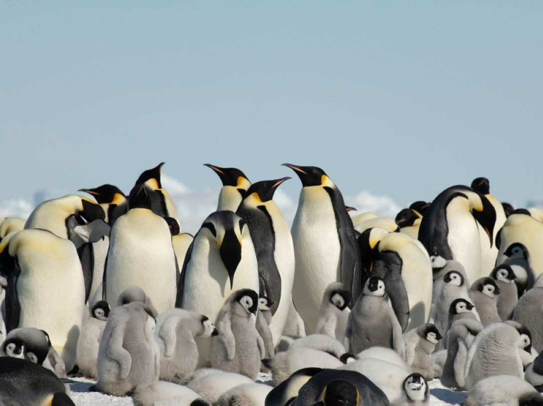 Colony of emperor penguins on Snow Hill Island in the Weddell Sea, Antarctica. (Shutterstock Photo)