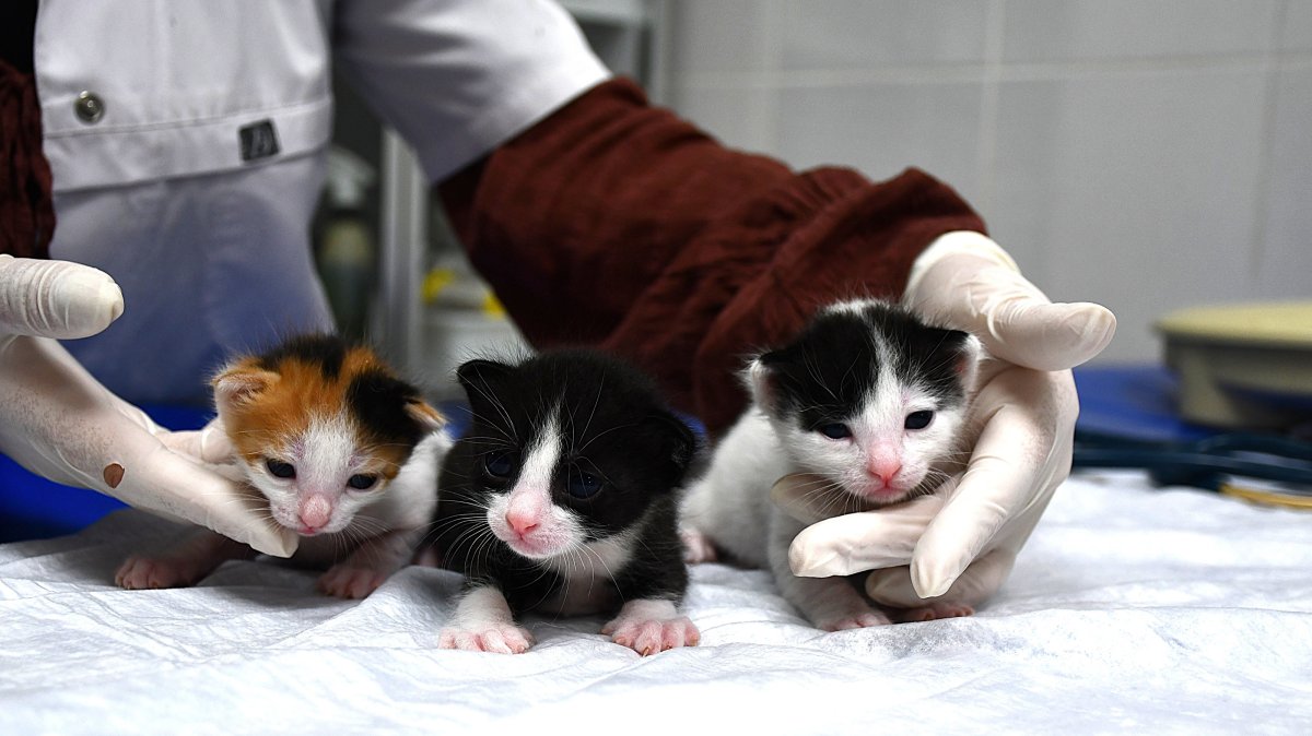 The three newly born kittens after a successful cesarean, Adana, Türkiye, Feb. 27, 2026. (AA Photo)