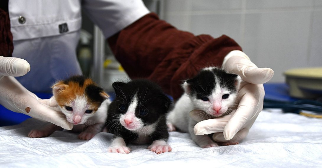 The three newly born kittens after a successful cesarean, Adana, Türkiye, Feb. 27, 2026. (AA Photo)