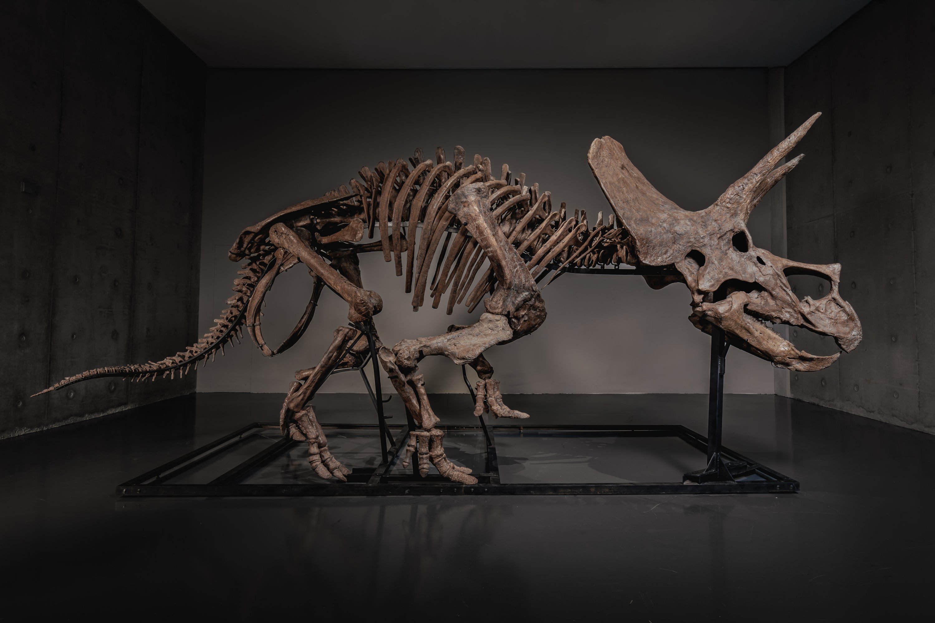 ‘Trey’ the triceratops, once on US museum display, set for auction