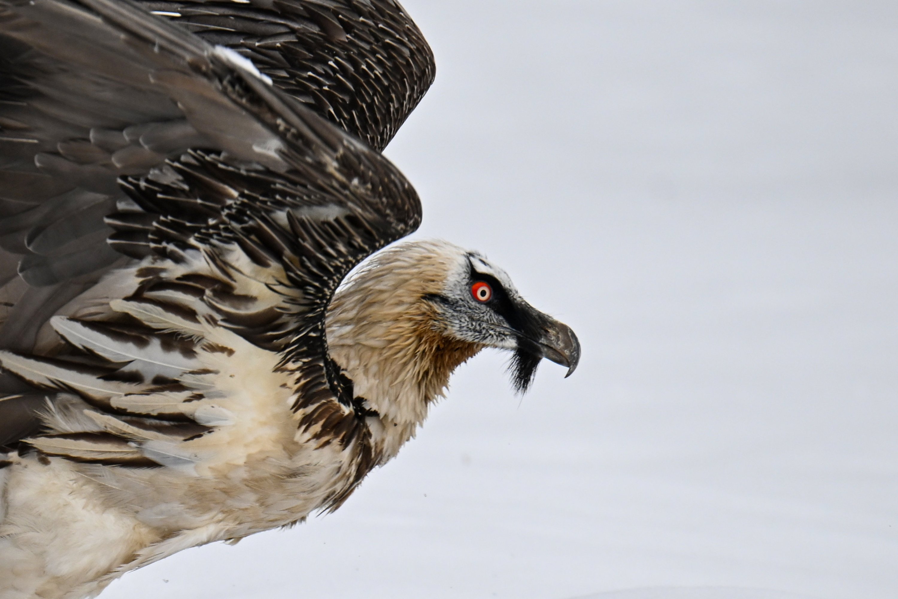 Injured birds of prey recover, return to wild in eastern Türkiye