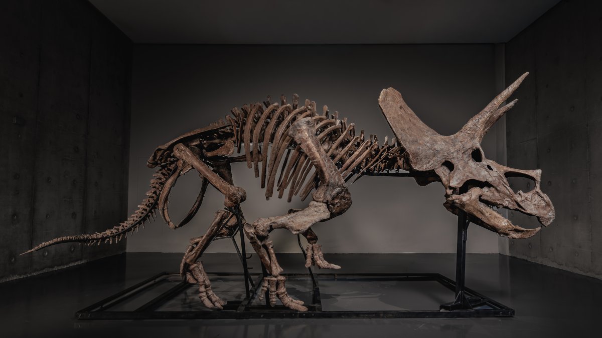 A triceratops skeleton, dubbed "Trey," is displayed at Co-Museum at Le Freeport, Singapore, Feb. 5, 2026. (JOOPITER via AP Photo)