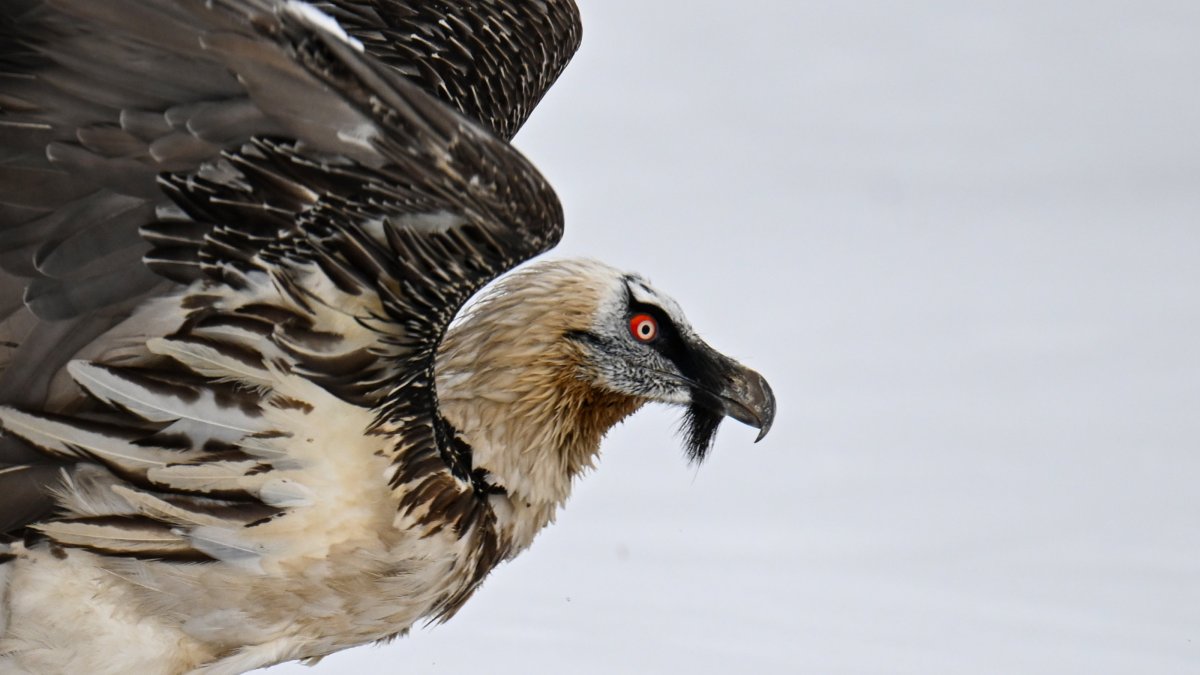 A rehabilitated eagle is released into the wild in Van, Türkiye, Feb. 11, 2026. (AA Photo)