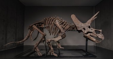 A triceratops skeleton, dubbed "Trey," is displayed at Co-Museum at Le Freeport, Singapore, Feb. 5, 2026. (JOOPITER via AP Photo)