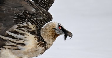 A rehabilitated eagle is released into the wild in Van, Türkiye, Feb. 11, 2026. (AA Photo)