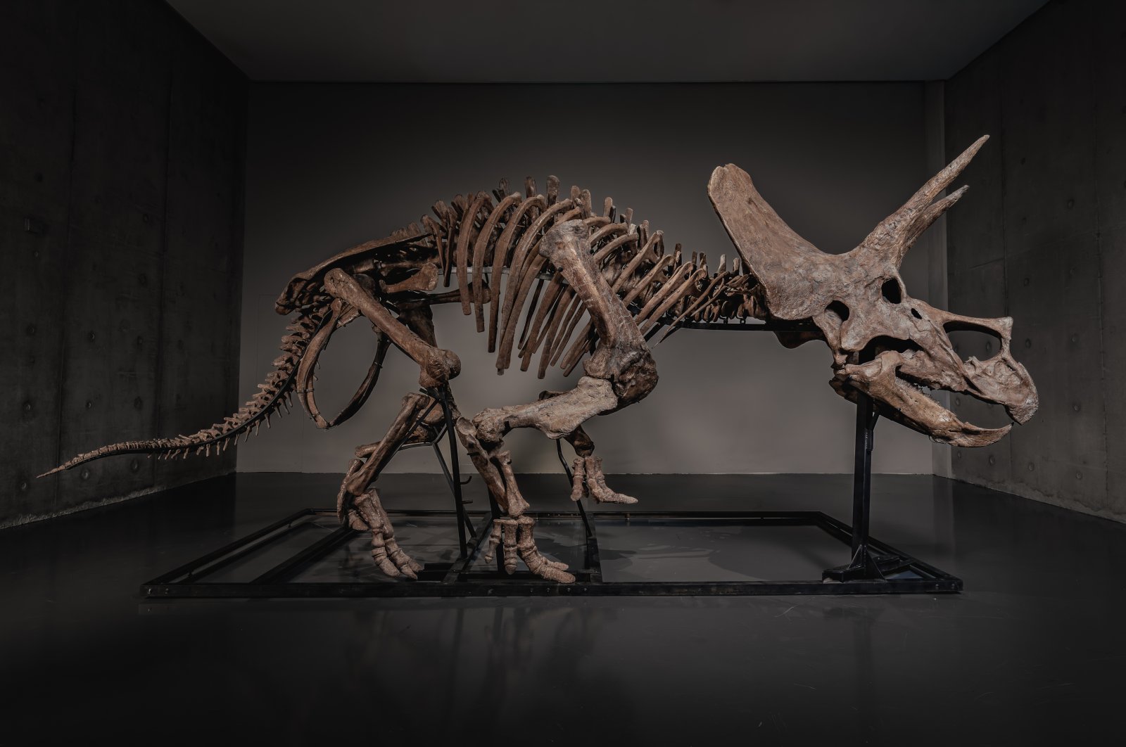 Trey' the triceratops, once on US museum display, set for auction