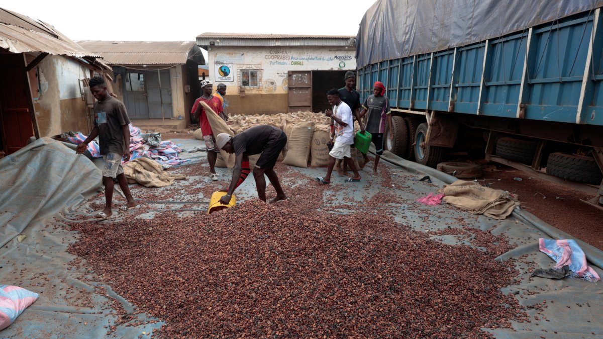 Workers fill sacks with cocoa beans as they prepare to gather unsold stocks of cocoa at the warehouse of Sekou Dagnogo, an independent cocoa buyer, in Fengolo, Ivory Coast, Feb.11, 2026. (Reuters File Photo)