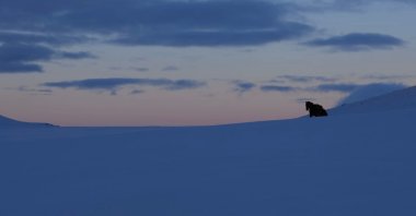 A horse is seen amid deep snow during the filming of "Bager." (Photo Courtesy of Orhan Küçük)