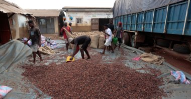 Workers fill sacks with cocoa beans as they prepare to gather unsold stocks of cocoa at the warehouse of Sekou Dagnogo, an independent cocoa buyer, in Fengolo, Ivory Coast, Feb.11, 2026. (Reuters File Photo)