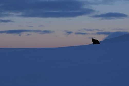 A horse is seen amid deep snow during the filming of "Bager." (Photo Courtesy of Orhan Küçük)
