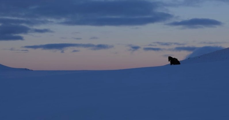 A horse is seen amid deep snow during the filming of "Bager." (Photo Courtesy of Orhan Küçük)