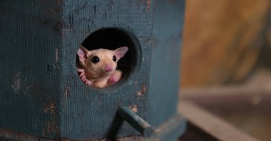A sugar glider peers out from a tree hollow at Antalya Wildlife Park, Antalya, southern Türkiye, March 3, 2026. (AA Photo)