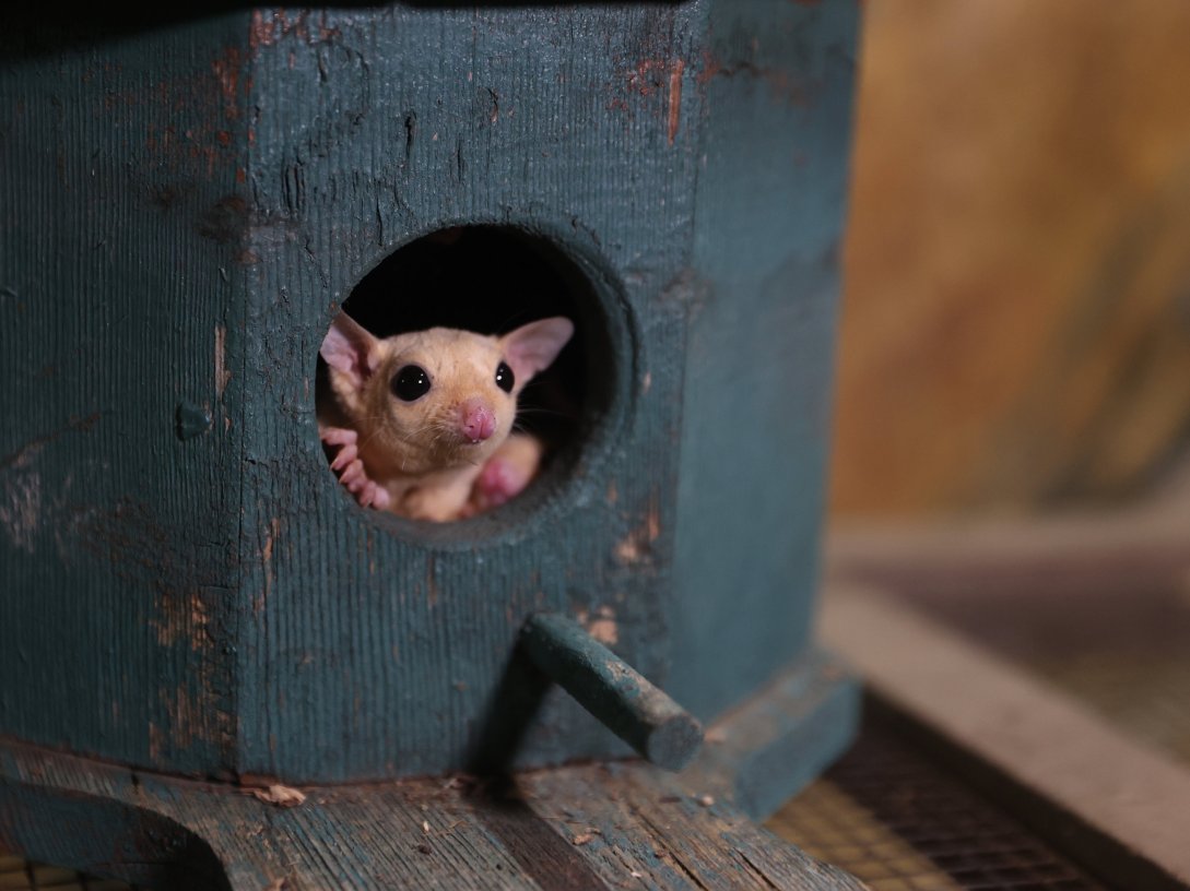 A sugar glider peers out from a tree hollow at Antalya Wildlife Park, Antalya, southern Türkiye, March 3, 2026. (AA Photo)