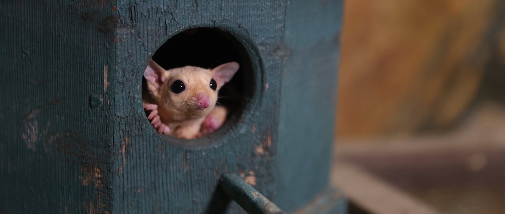 A sugar glider peers out from a tree hollow at Antalya Wildlife Park, Antalya, southern Türkiye, March 3, 2026. (AA Photo)
