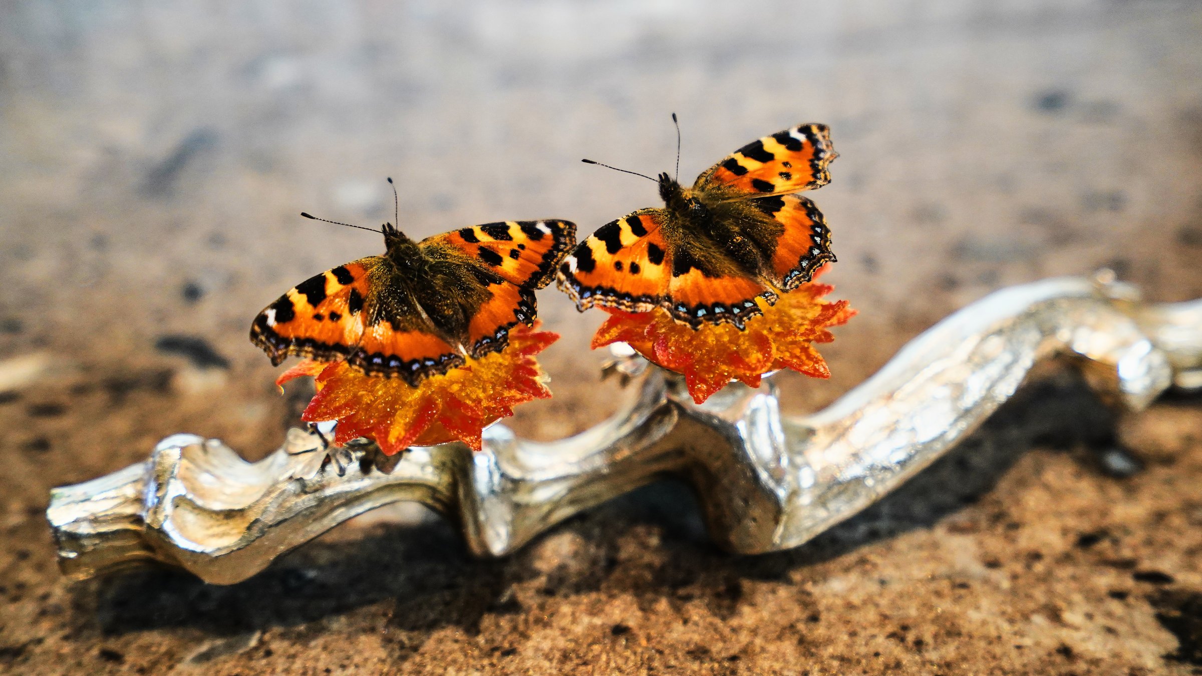 Gastronomy as art? Danish chefs say yes