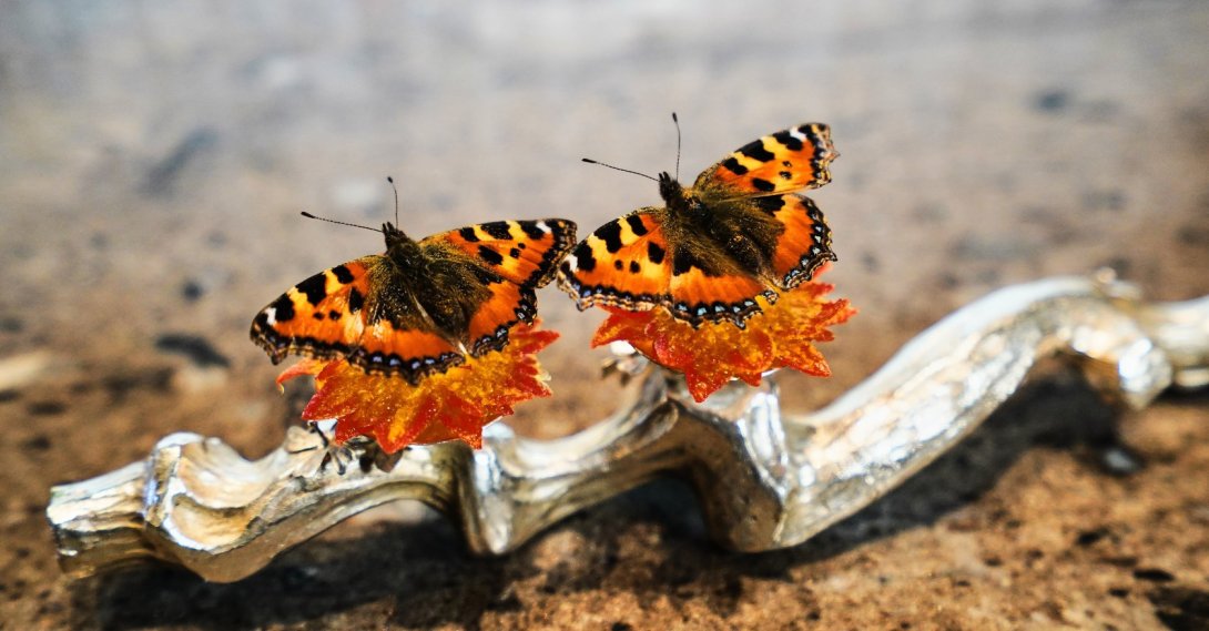 A dish named "Butterfly" featuring nettle butterflies sitting atop cheese and artichoke leaves served at restaurant Alchemist, Copenhagen, Denmark, Feb. 11, 2026. (AP Photo)