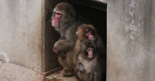 Punch the macaque sits with other monkeys in the enclosure at Ichikawa City Zoo, Tokyo, Japan, March 3, 2026. (AP Photo)