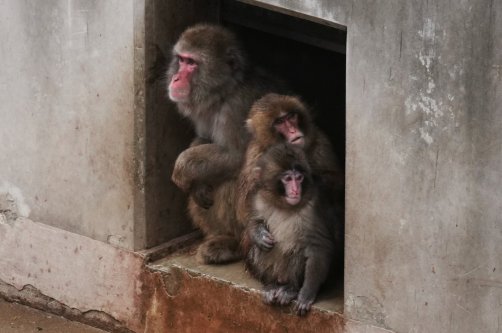 Punch the macaque sits with other monkeys in the enclosure at Ichikawa City Zoo, Tokyo, Japan, March 3, 2026. (AP Photo)