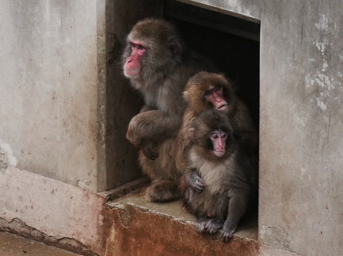Punch the macaque sits with other monkeys in the enclosure at Ichikawa City Zoo, Tokyo, Japan, March 3, 2026. (AP Photo)