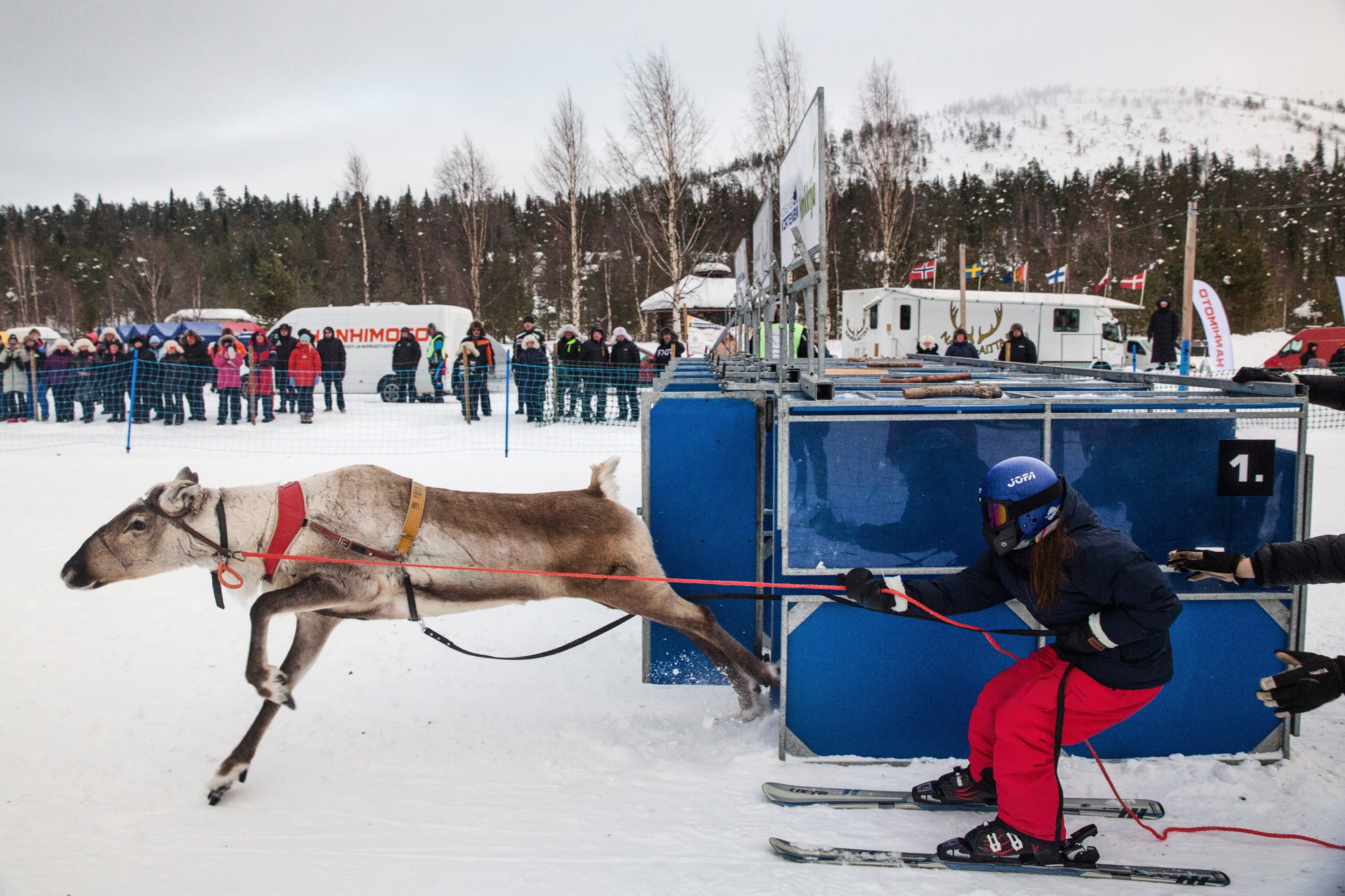 Finland’s reindeer cup showcases decades-old arctic tradition