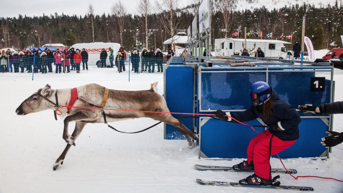 Finland’s reindeer cup showcases decades-old arctic tradition