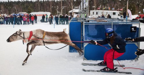 A junior competitor bursts out of the starting gate during the Salla Porocup sprint racing event in Salla, Finland, March 8, 2026. (AP Photo)