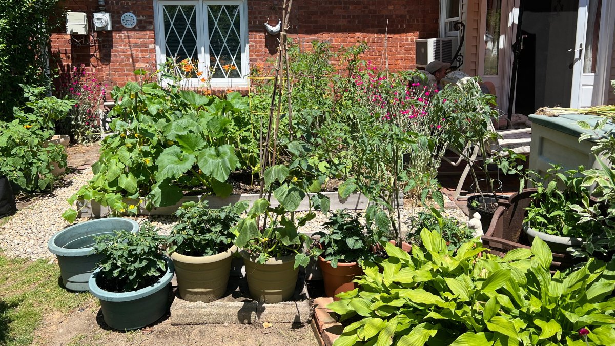 Front yard vegetable gardens make comeback as lawns lose favor - Daily Sabah by Associated Press