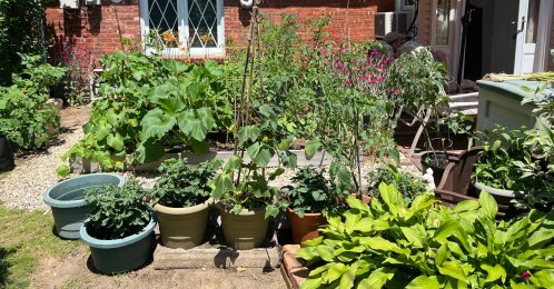 Vegetables grow in a front yard garden in Oakdale, New York, U.S., June 20, 2022. (AP Photo)