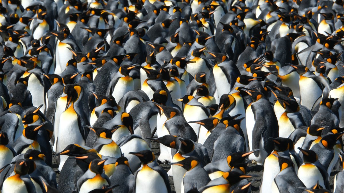 In this photo provided by Gael Bardon, part of the king penguin colony is visible at La Baie du Marin, Possession Island, Crozet Archipelago, Jan. 16, 2026. (AP Photo)