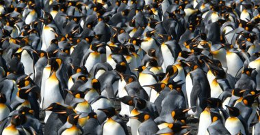 In this photo provided by Gael Bardon, part of the king penguin colony is visible at La Baie du Marin, Possession Island, Crozet Archipelago, Jan. 16, 2026. (AP Photo)