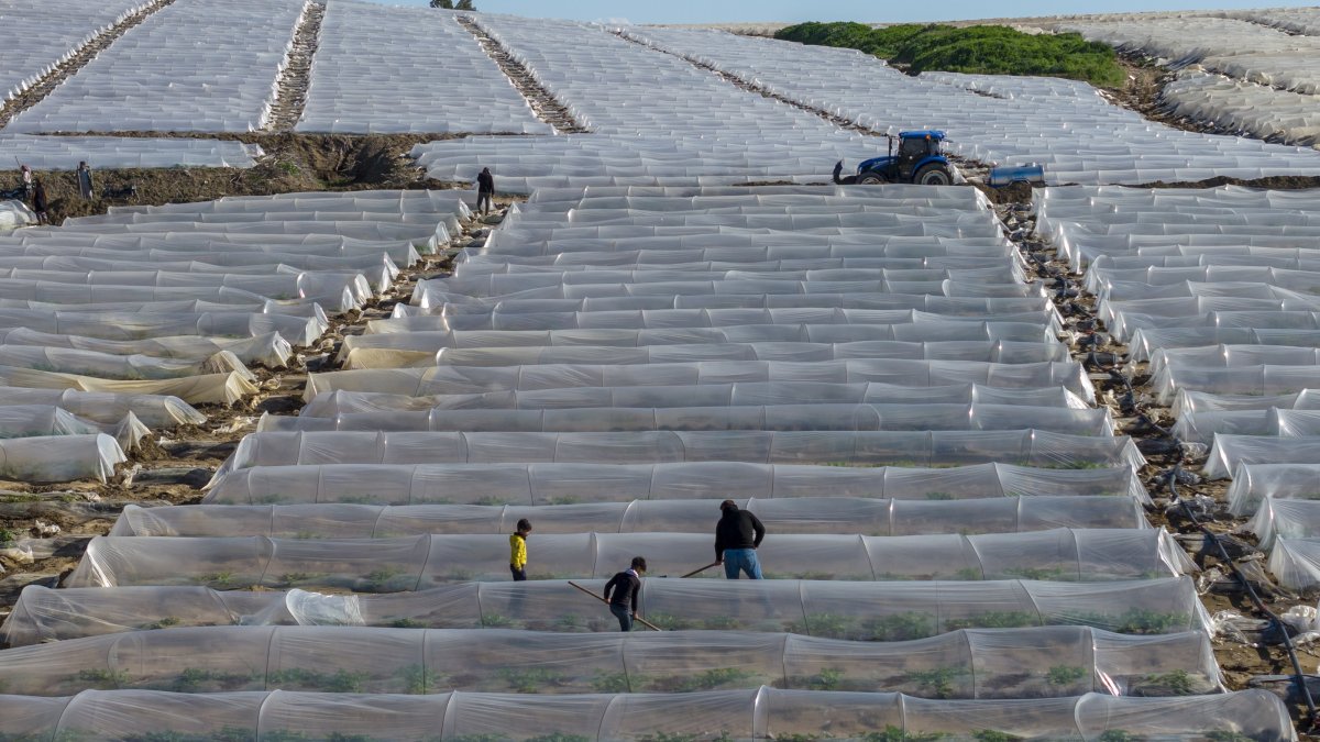 An aerial view of a crop of watermelons, Adana, southern Türkiye, March 7, 2026. (AA Photo)