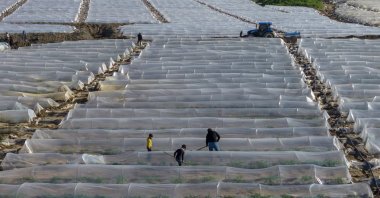 An aerial view of a crop of watermelons, Adana, southern Türkiye, March 7, 2026. (AA Photo)