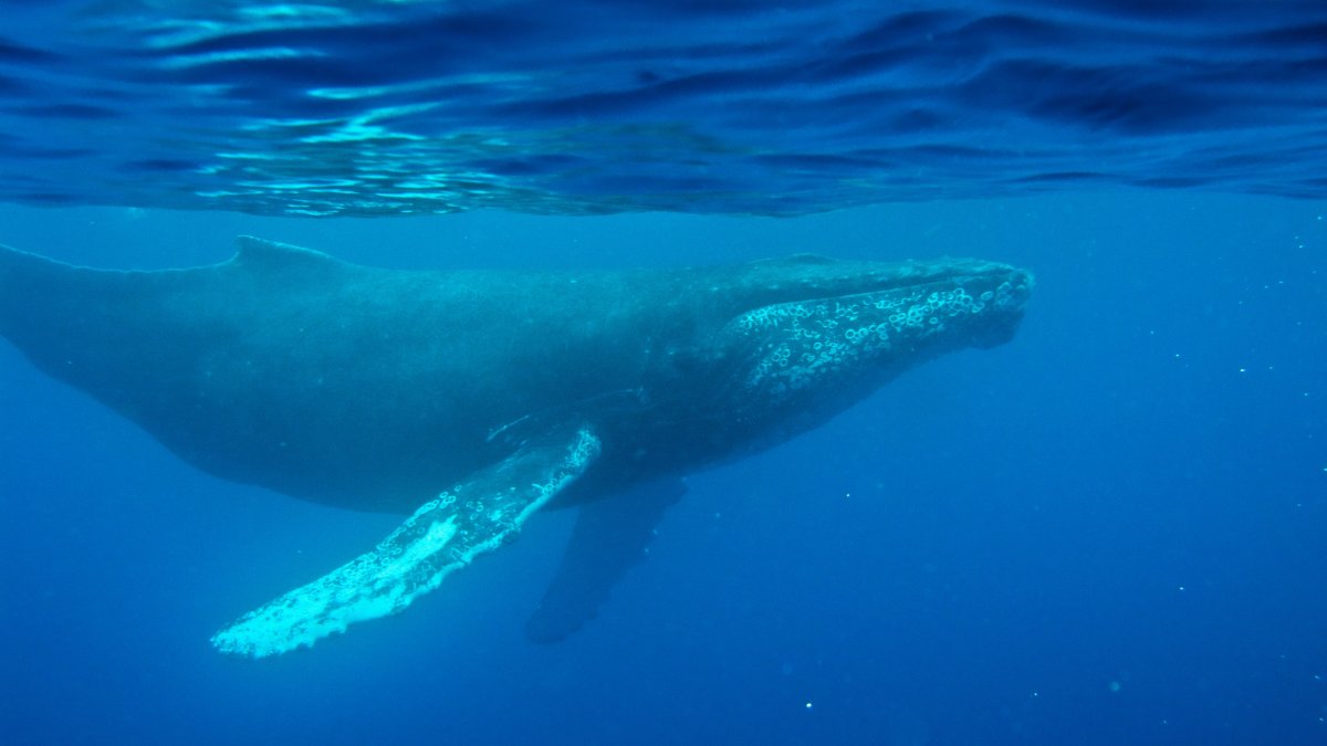 This photo provided by the Woods Hole Oceanographic Institution shows a whale near Maui, Hawaii, U.S., Feb. 24, 2009. (AP Photo)
