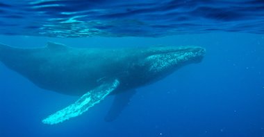 This photo provided by the Woods Hole Oceanographic Institution shows a whale near Maui, Hawaii, U.S., Feb. 24, 2009. (AP Photo)