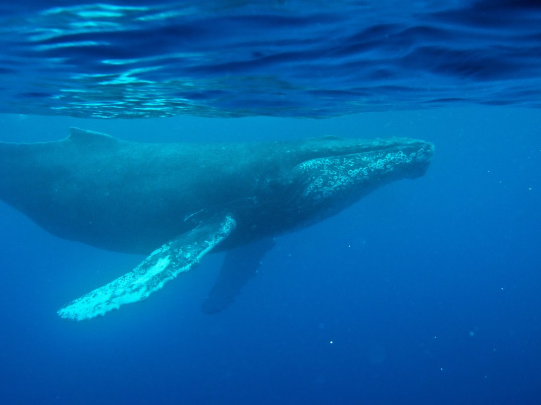 This photo provided by the Woods Hole Oceanographic Institution shows a whale near Maui, Hawaii, U.S., Feb. 24, 2009. (AP Photo)