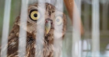 A rehabilitated owl receives care before being released back into its natural habitat, Ankara, Türkiye, March 22, 2026. (DHA Photo)