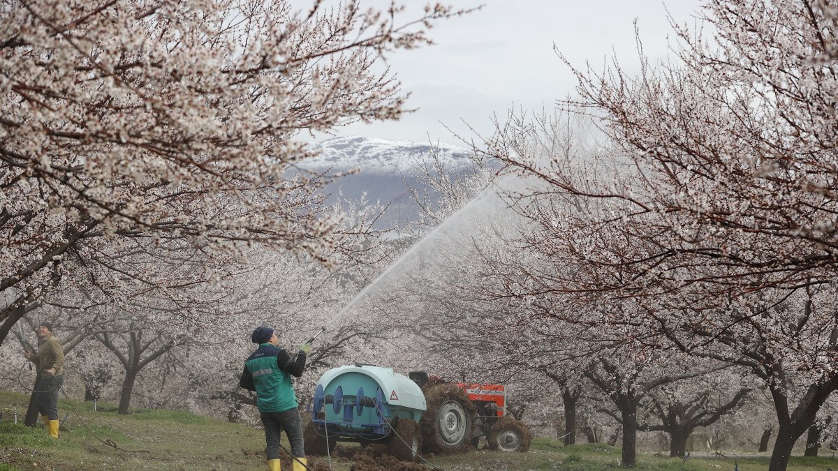 A farmer waters apricot trees as spring blossoms signal the start of the harvest season in Malatya, Türkiye, March 23, 2026. (AA Photo)