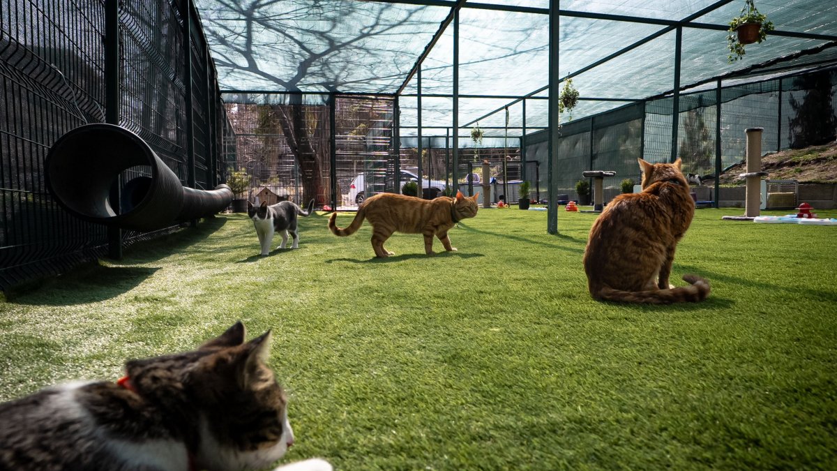 Stray cats explore their new outdoor play area at Parliament, Ankara, Türkiye, March 17, 2026. (AA Photo)