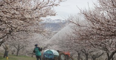 A farmer waters apricot trees as spring blossoms signal the start of the harvest season in Malatya, Türkiye, March 23, 2026. (AA Photo)