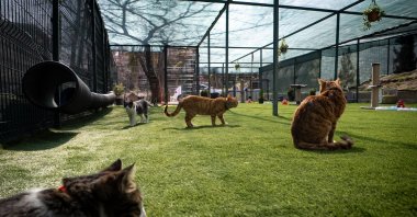 Stray cats explore their new outdoor play area at Parliament, Ankara, Türkiye, March 17, 2026. (AA Photo)