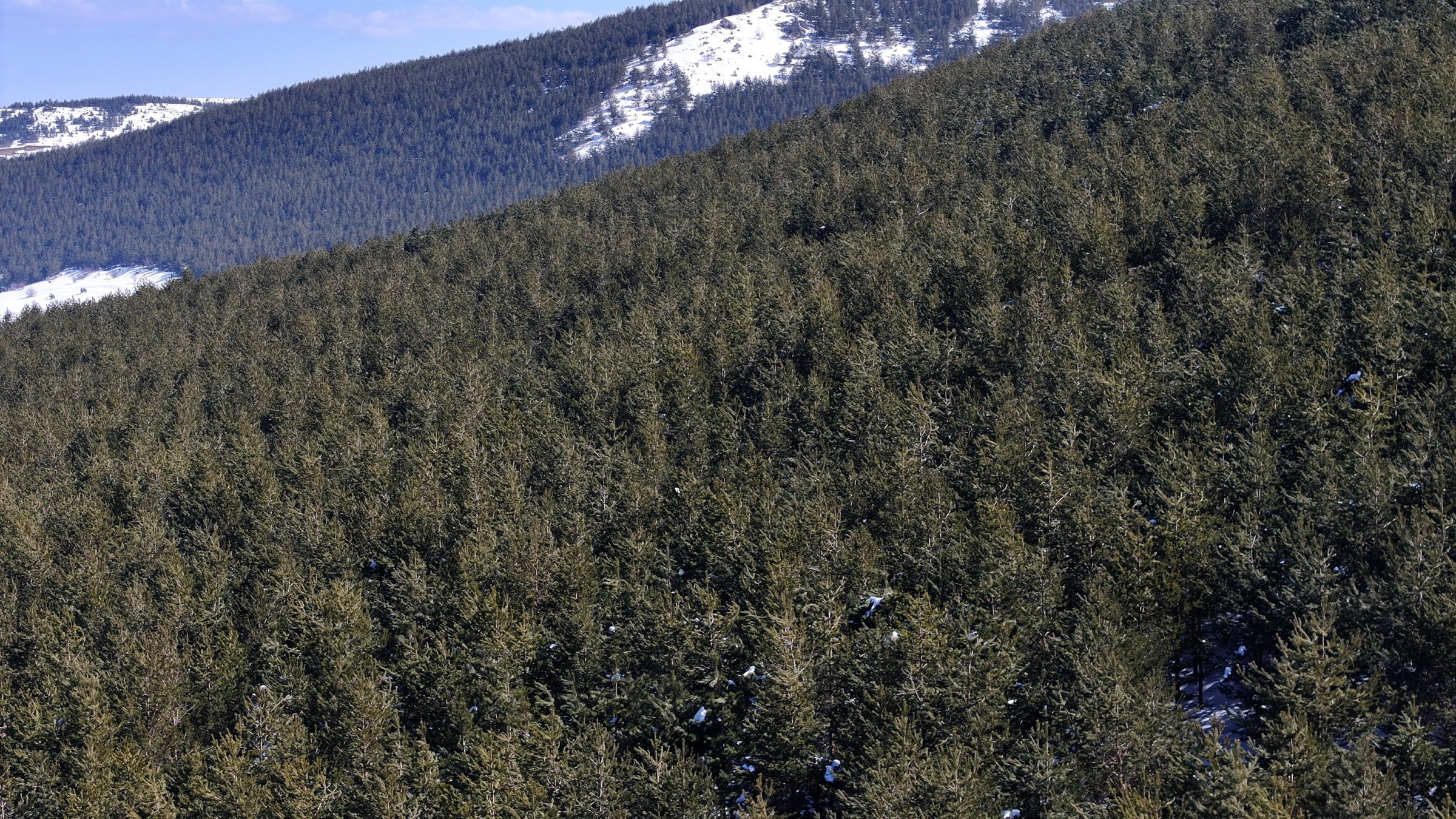 Approximately 7 million saplings have been planted since 2011 in Erciyes Mountain, Kayseri, Türkiye, March 12, 2026. (AA Photo) 