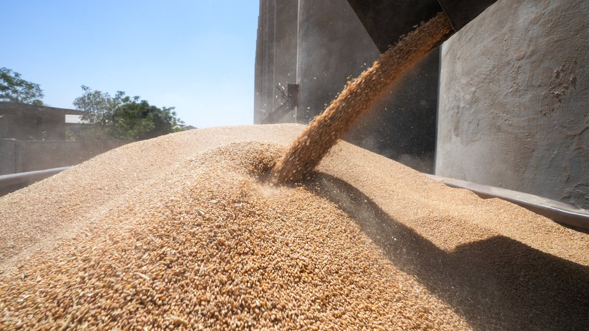 A worker at the Homs grain silos loads trucks of wheat, which they transport to the bread and flour industry, Homs, Syria, Sept. 10, 2025. (EPA Photo)