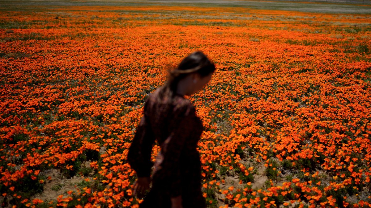 Elena Ivanov walks across a field covered with blooming poppies near the Antelope Valley California Poppy Reserve in Lancaster, Calif., U.S., March 30, 2022. (AP Photo)
