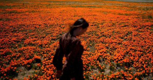 Elena Ivanov walks across a field covered with blooming poppies near the Antelope Valley California Poppy Reserve in Lancaster, Calif., U.S., March 30, 2022. (AP Photo)