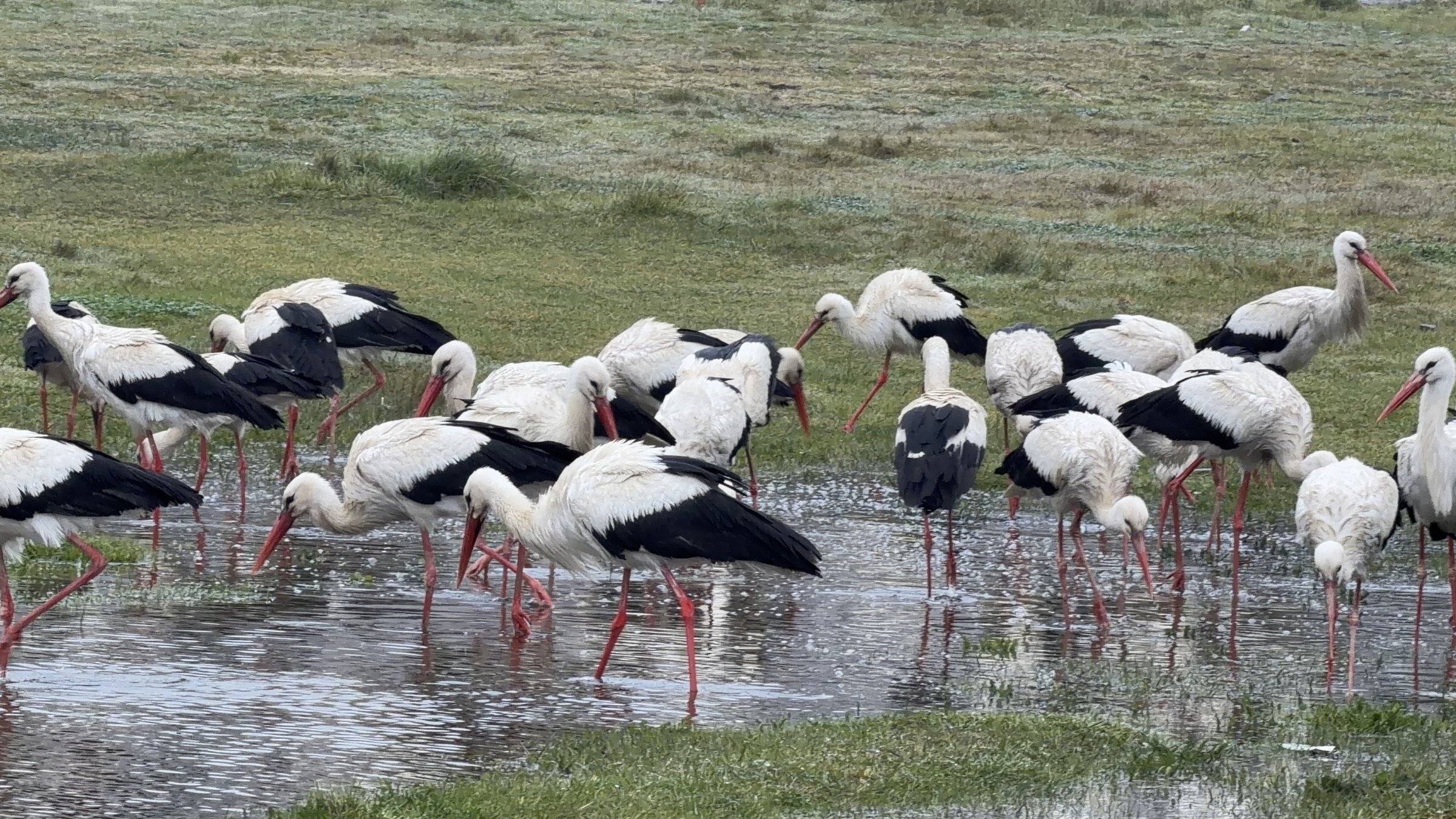 Flocks of storks gather in grasslands and wetlands during the peak of the spring migration in Arnavutköy, Istanbul, Türkiye, March 26, 2026. (IHA Photo) 