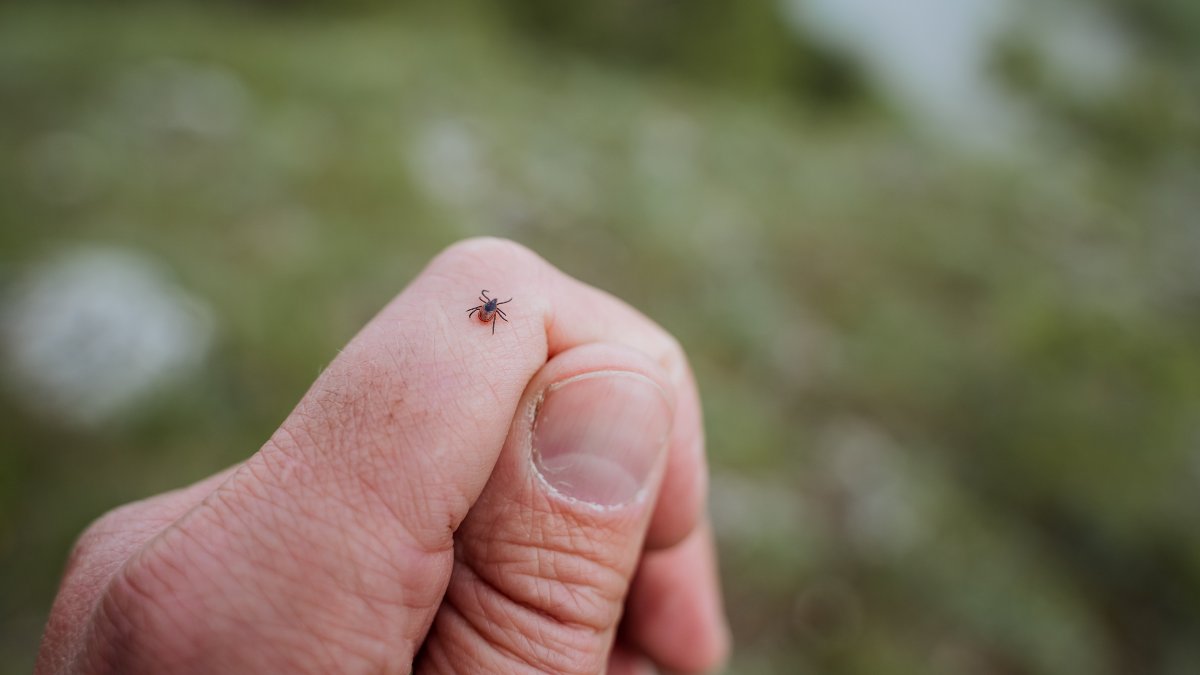 A tick crawls on a hand in a garden. (Shutterstock Photo)