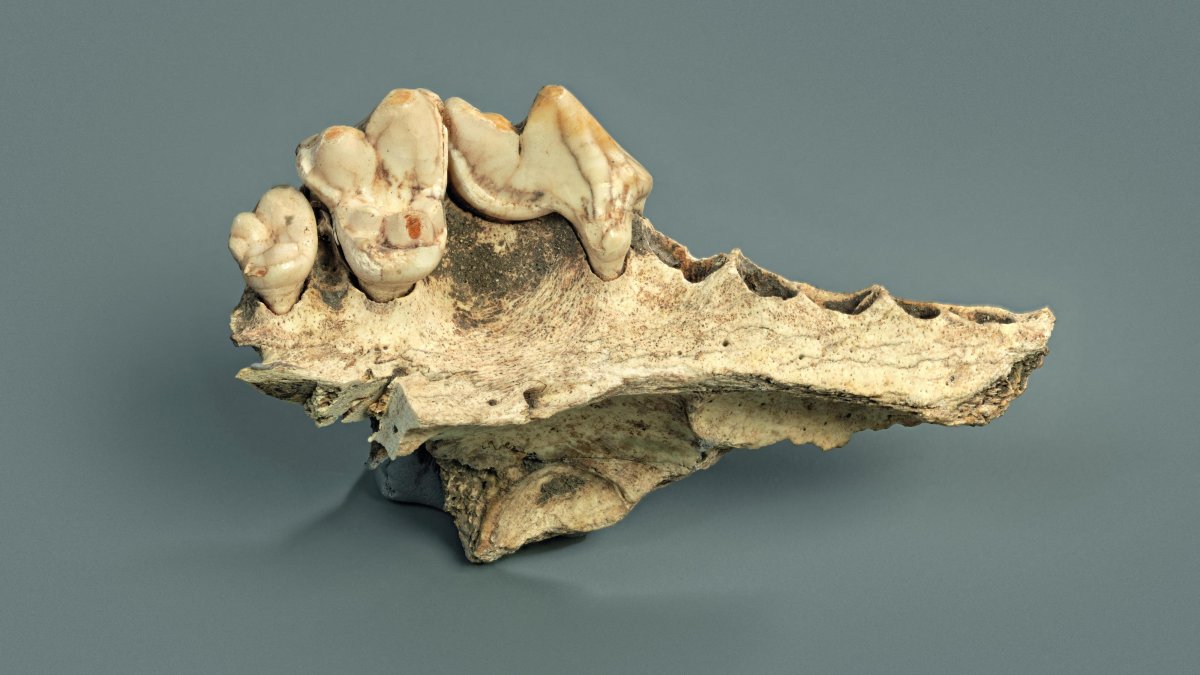 The upper jaw of a domesticated dog from the Kesslerloch cave in Thayngen, Switzerland, dating to about 14,000 years ago, is seen in this photograph from July 2019. (Reuters Photo)