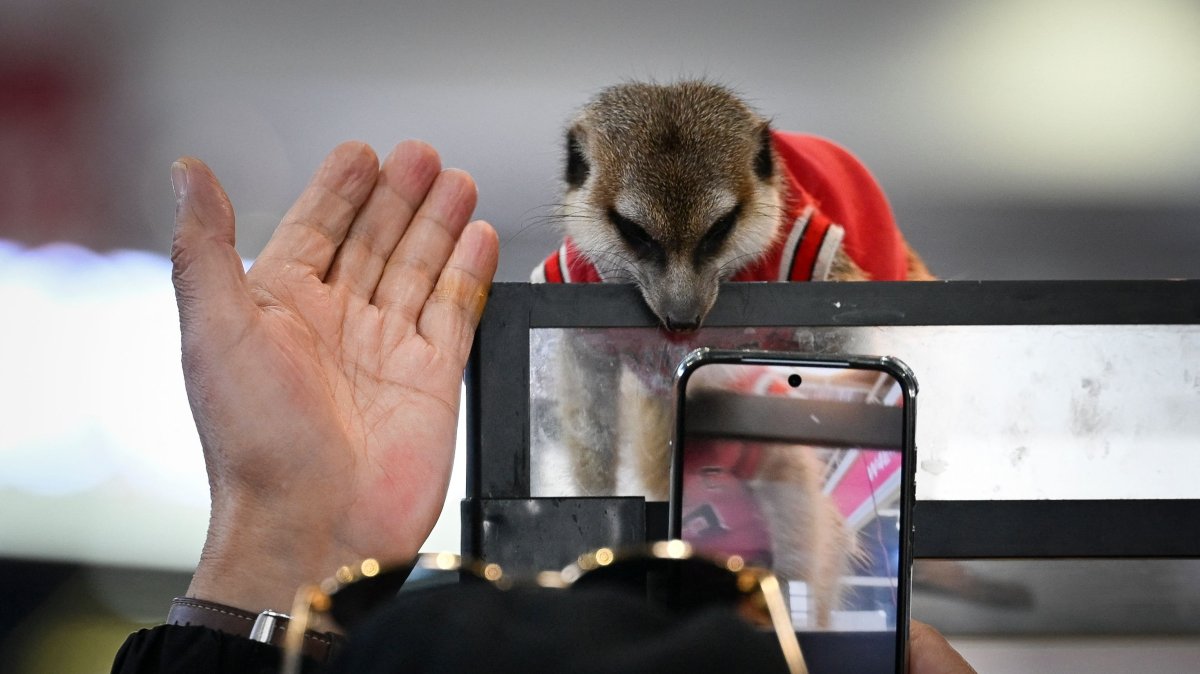 A visitor takes pictures of a suricata at a pet fair, Beijing, China, March 19, 2026. (AFP Photo)
