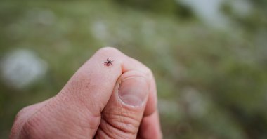 A tick crawls on a hand in a garden. (Shutterstock Photo)
