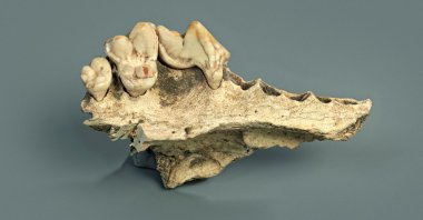 The upper jaw of a domesticated dog from the Kesslerloch cave in Thayngen, Switzerland, dating to about 14,000 years ago, is seen in this photograph from July 2019. (Reuters Photo)